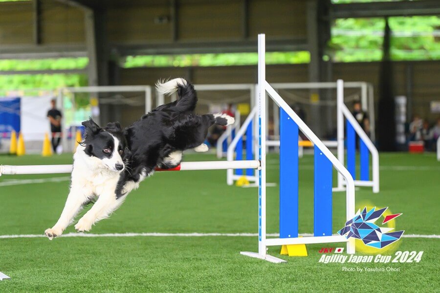 FCI Agility World Championship 2023に出場しました