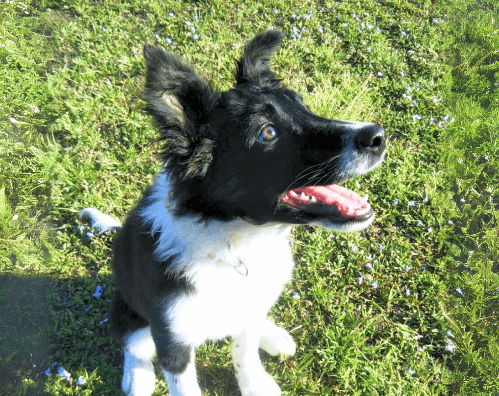 犬の幼稚園